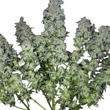 Семена конопли Chronic Feminised Gold